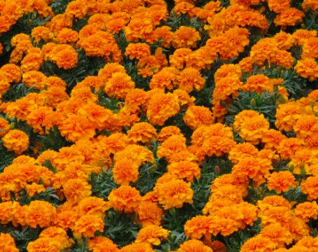 Cempasúchil: La Flor que Ilumina el Camino de los Muertos