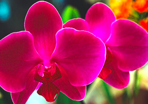 Orquídea Mexicana: Elegancia y Exotismo en la Flora Nacional